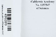 Rosulabryum gemmascens image