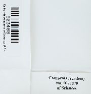 Gymnostomum calcareum image