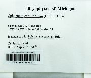 Sphagnum capillifolium image