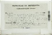 Cephaloziella spinigera image