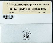 Polytrichum strictum image