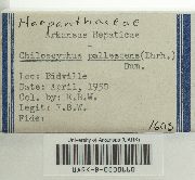 Chiloscyphus pallescens image