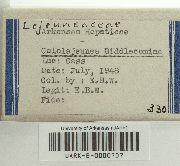 Cololejeunea biddlecomiae image
