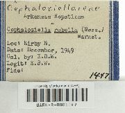 Cephaloziella rubella image