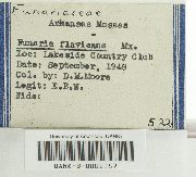 Funaria flavicans image