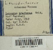 Pterogoniadelphus brachypus image