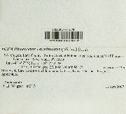 Phaeoceros carolinianus image