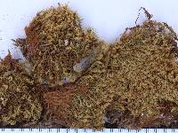 Bartramia pomiformis image