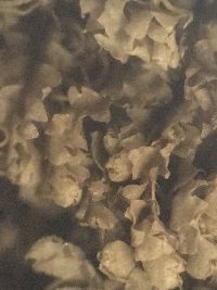 Geocalyx graveolens image
