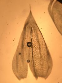 Brachythecium rutabulum image