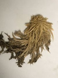 Sphagnum torreyanum image