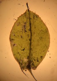 Plagiomnium cuspidatum image