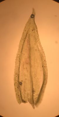 Brachythecium rotaeanum image