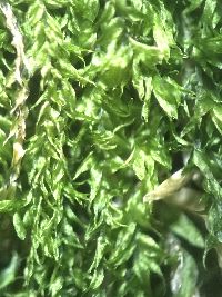 Plagiothecium cavifolium image
