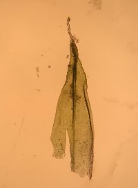 Schistidium apocarpum image
