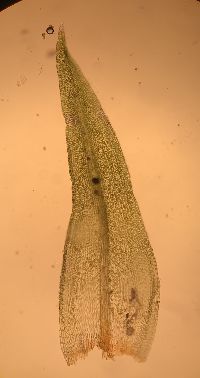 Orthotrichum stellatum image