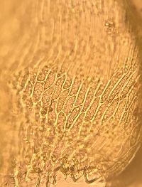 Brachythecium campestre image