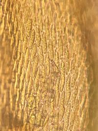 Platygyrium repens image