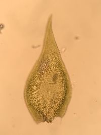 Platygyrium repens image