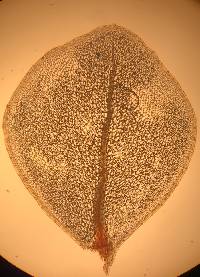 Rhizomnium punctatum image