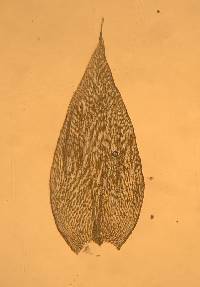 Plagiothecium cavifolium image