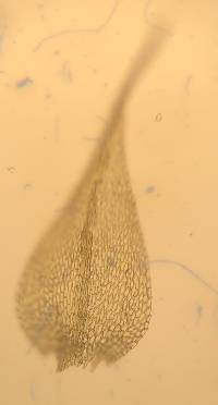 Amblystegium serpens image
