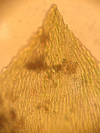 Rhynchostegium aquaticum image