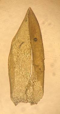 Drepanocladus trifarius image