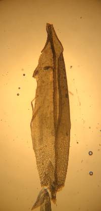 Schistidium rivulare image