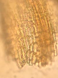 Gymnostomum aeruginosum image