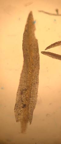 Gymnostomum aeruginosum image