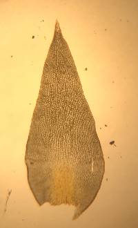 Hedwigia ciliata image