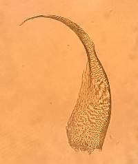 Pseudohygrohypnum fertile image