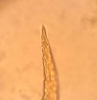 Haplocladium virginianum image