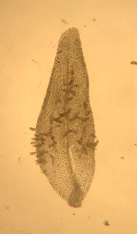 Nyholmiella obtusifolia image