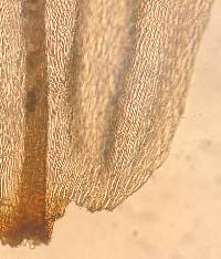 Climacium dendroides image