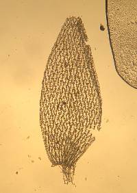 Sphagnum angermanicum image