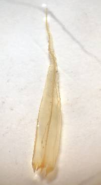 Dicranum polysetum image