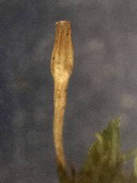 Ulota hutchinsiae image