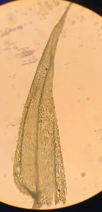 Brachythecium falcatum image