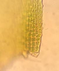 Pylaisia polyantha image