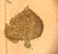 Thelia asprella image