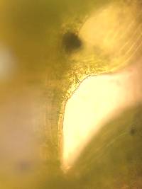 Sciuro-hypnum populeum image