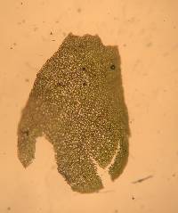 Bazzania trilobata image