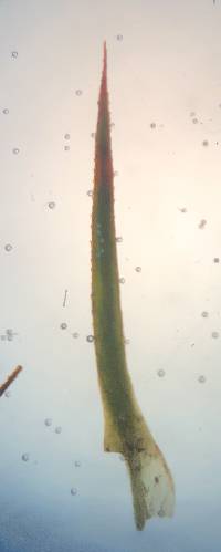 Polytrichastrum ohioense image