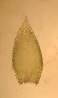 Entodon cladorrhizans image