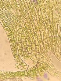 Entodon cladorrhizans image