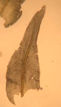 Anomodon viticulosus image