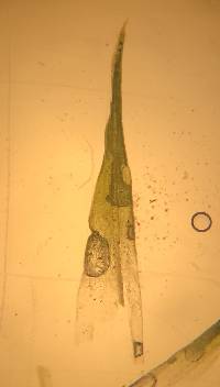 Tortula truncata image