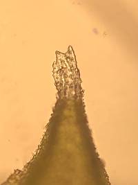 Hedwigia ciliata image